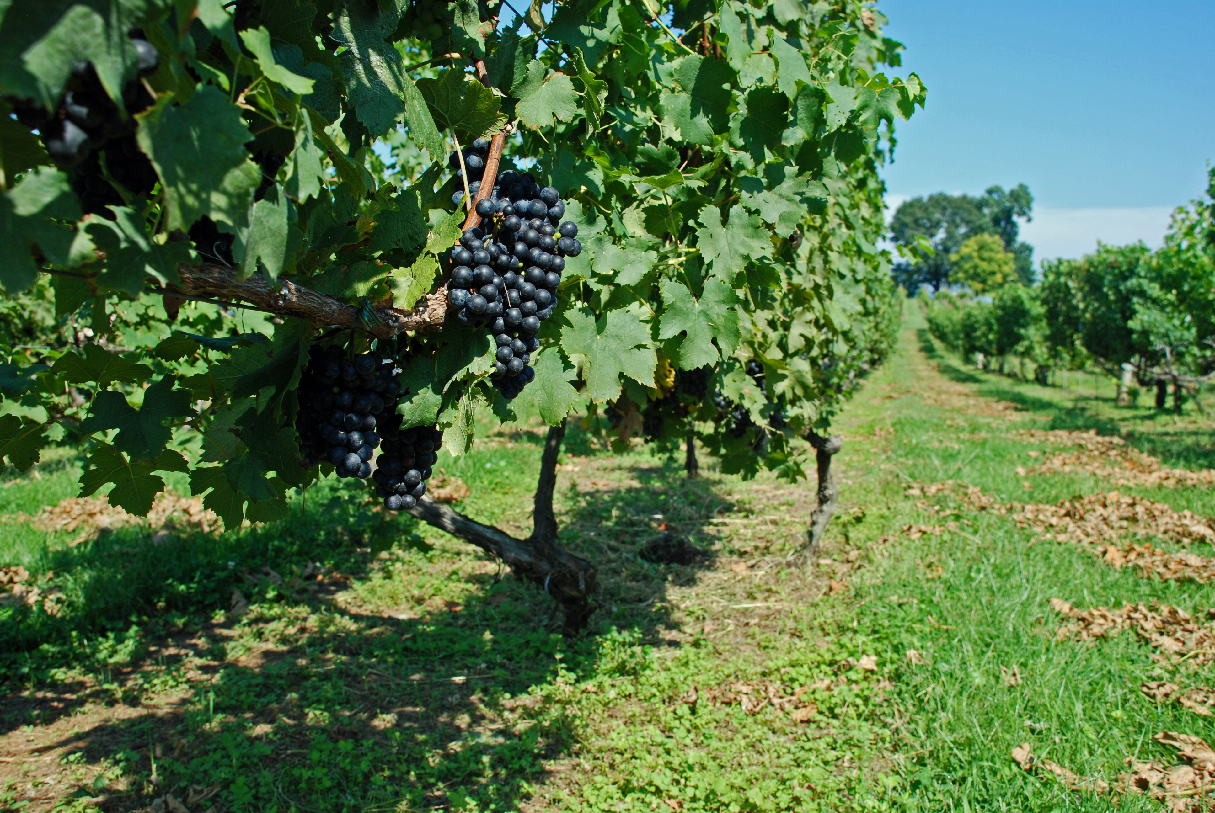 Cabernet Franc