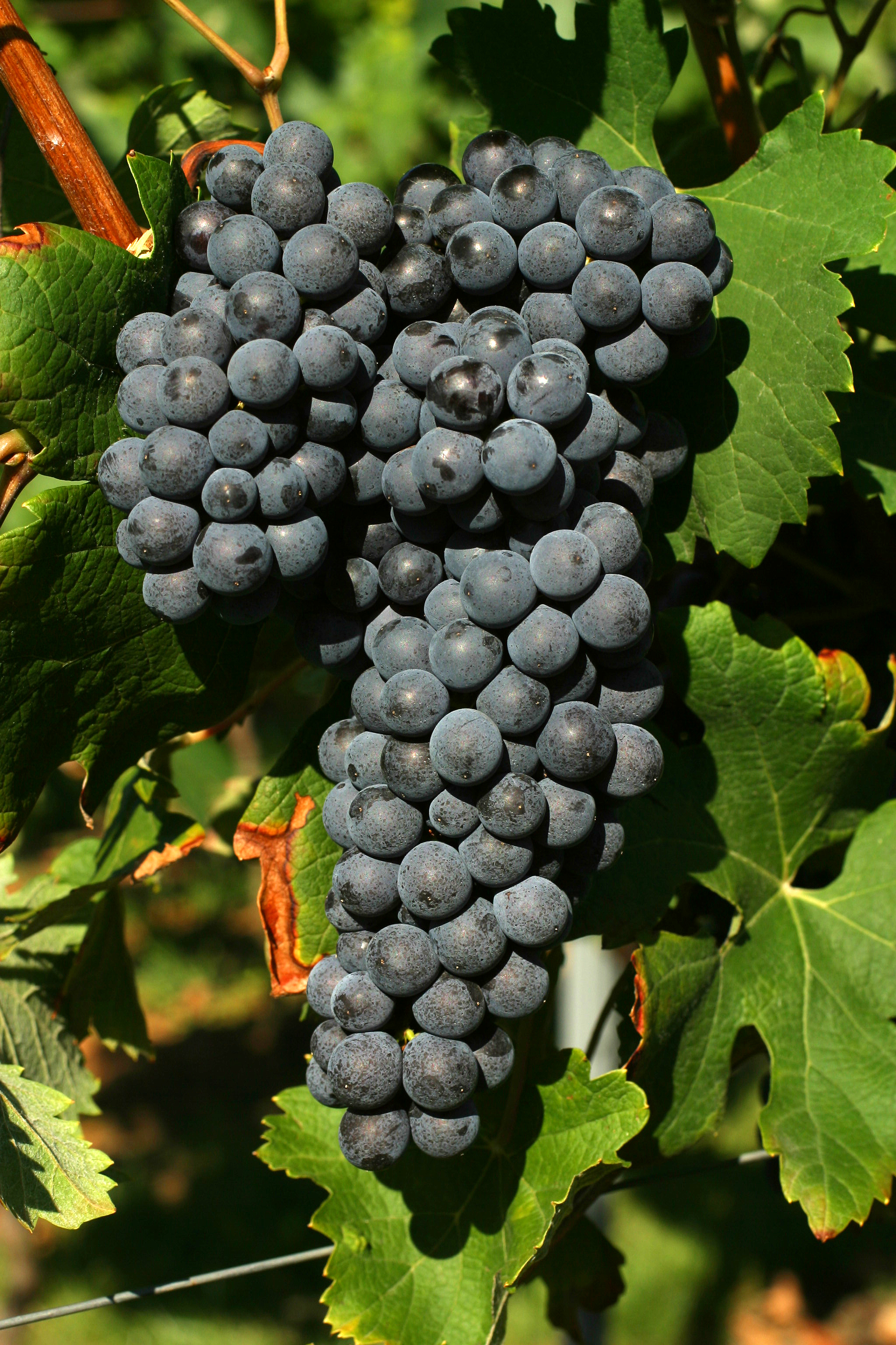 Nebbiolo